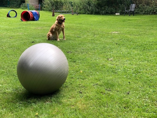 Treibballkurs für Einsteiger! Lernzentrum für Mensch und Hund